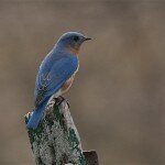 eastern-bluebird-male