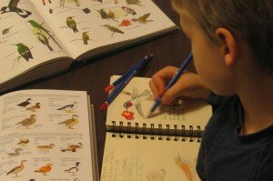 Boy drawing hummingbird