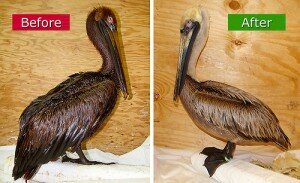 gulf-oil-spill-pelican-before-and-after-cleanup