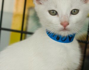 White kitten in an animal shelter.