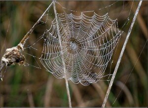 Spider web at Baylands Nature Preserve in Palo Alto