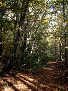 Trail through forest at Lime Rock Nature Preserve