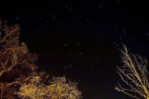 Branches against stars in the night sky.
