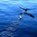 Bird taking off over water.