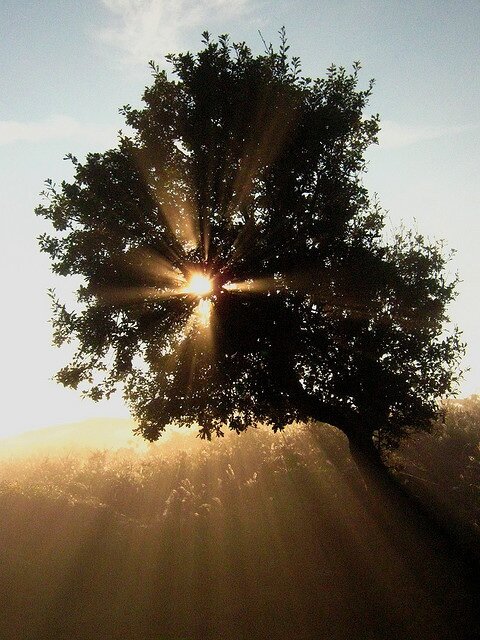 Sunbeams shining through a tree.