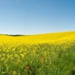 yellow-rapeseed-field