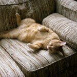 A cat asleep on a couch.