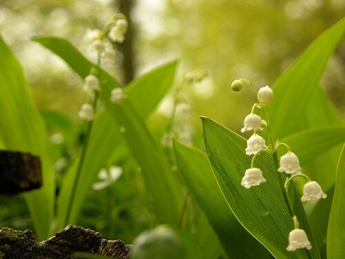 Lily of the Valley flower.