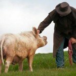 Animal-compassion